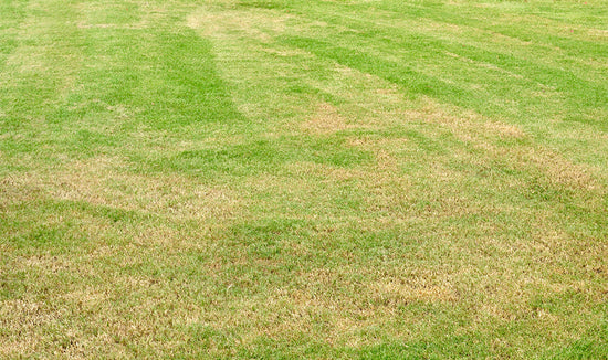 Stock image of yellow grass