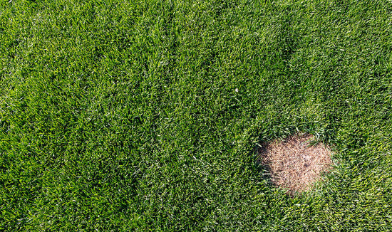Photograph of bare spot in a lawn