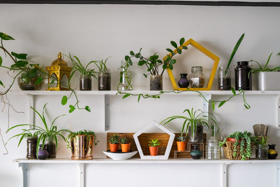 a variety of indoor plants on shelving