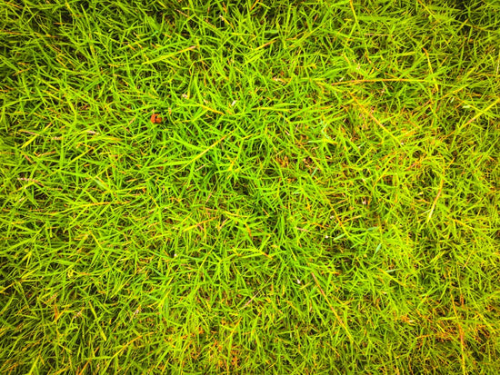 dormant grass