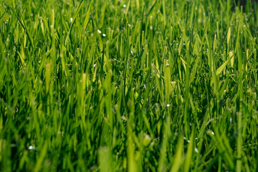grass growing green with inorganic fertilizer