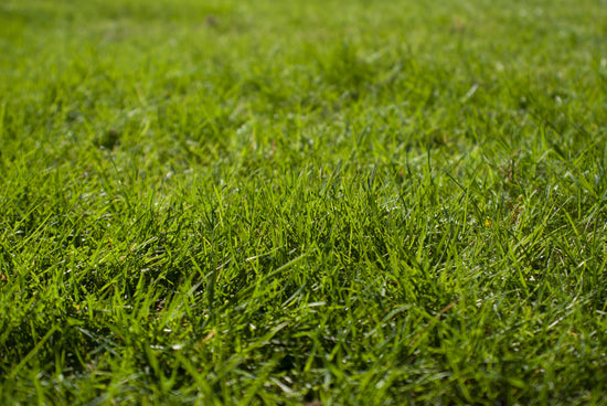 grass growing in a lawn