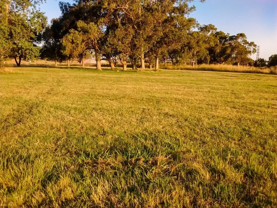 yellow lawn