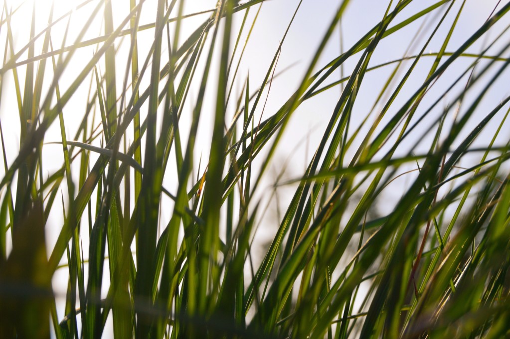 Grass