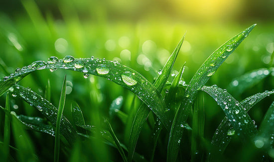 Close-up of green grass blades with water droplets 