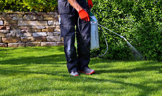 Man applying a liquid solution to his lawn