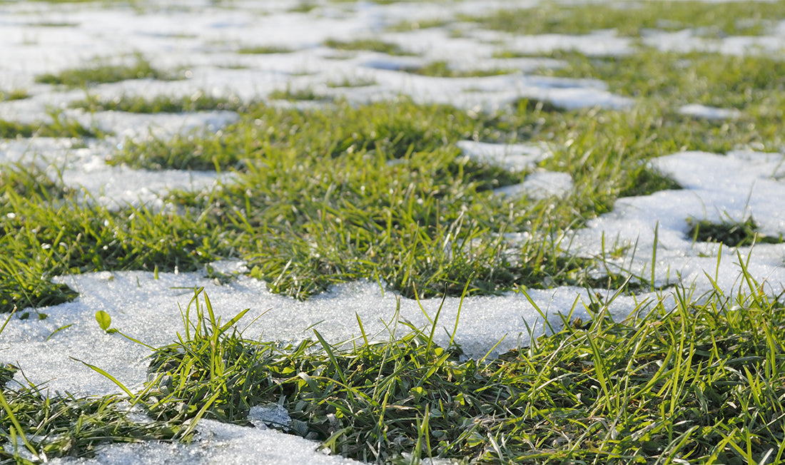 Melted snow on a lawn