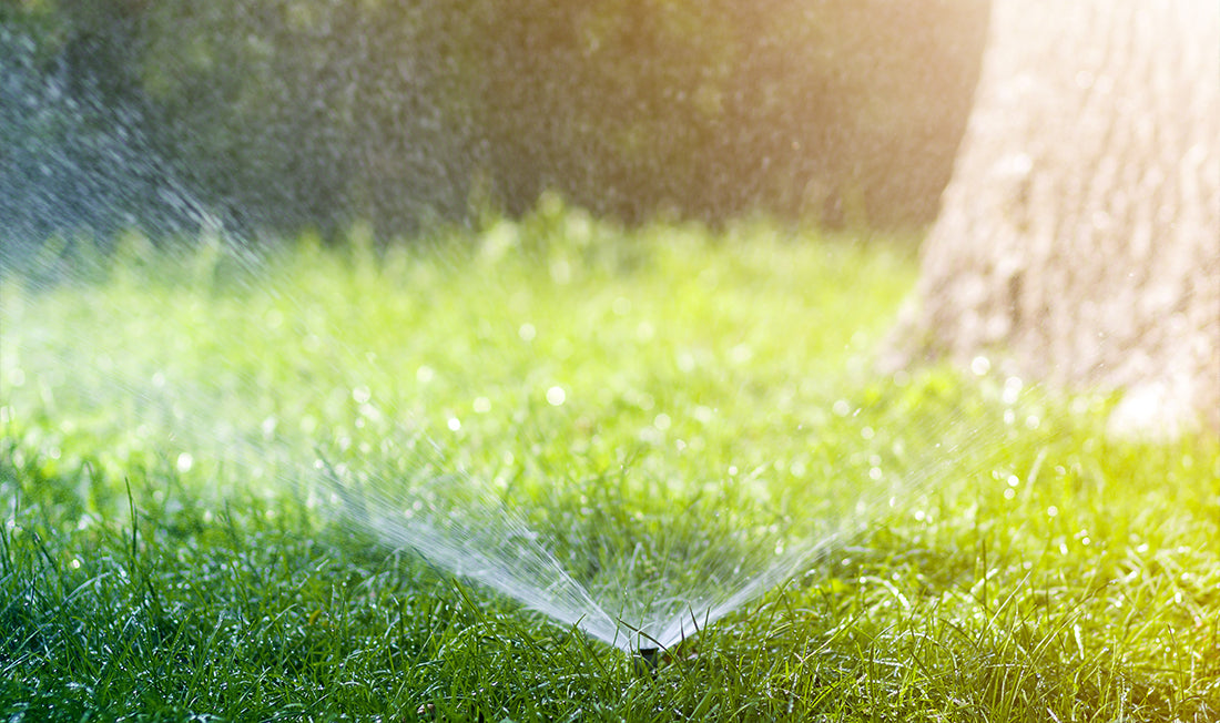 How to Water Your Lawn in the Summer – Simple Lawn Solutions