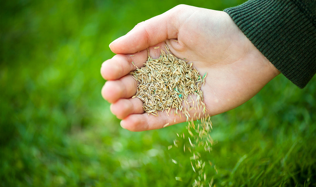 Person holding grass seed with hand open and grass seed falling out of hand