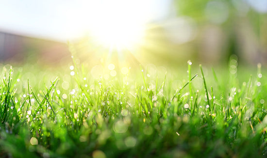 Bright sunlight shining on green grass in summer time
