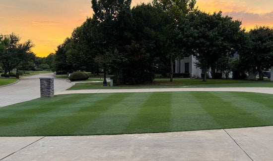 Photograph of a low cut striped lawn with trees and home in the background at sunset.