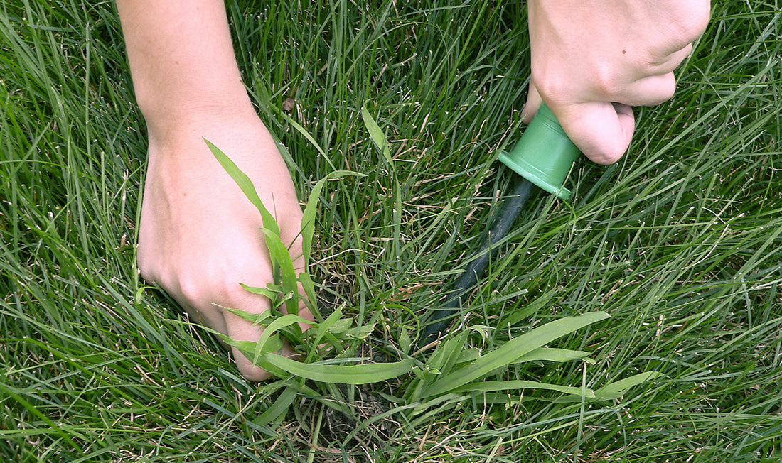 Person manually removing weeds from lawn