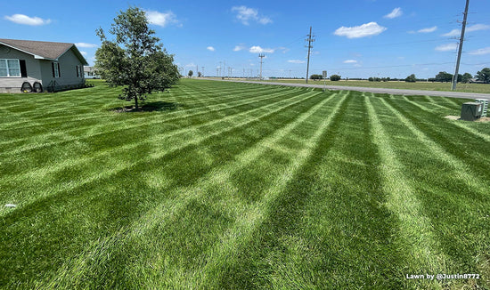 Photograph of a Simple Lawn Solution's customer lawn tall fescue with glowing stripes