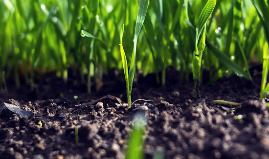 Close-up of grass growing out of rich, dark soil