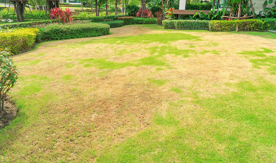 dry brown dormant lawn