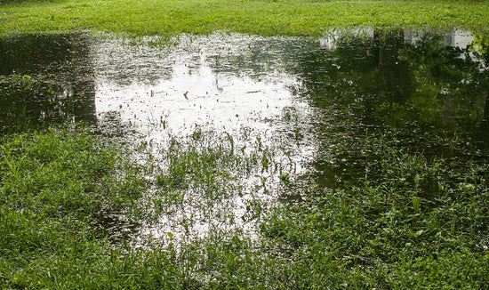 Flooded lawn with green grass on a cloudy day