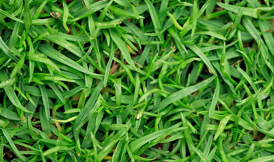 Close-up photograph of green grass blades