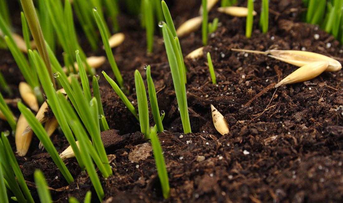 Grass seed sprouting in rich dark soil