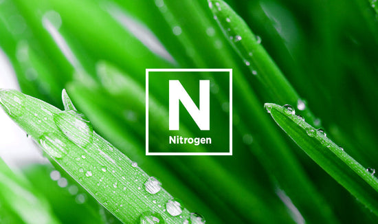 Close-up of bright green grass blades with morning dew, overlayed with Nitrogen icon