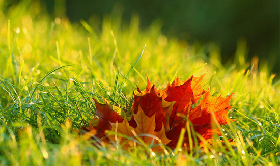 Photograph of an orange fall leaf on a bright green lawn at sunset