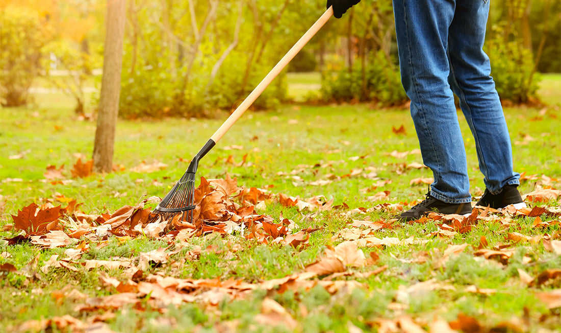 Man raking leaves off of a lawn in the early fall