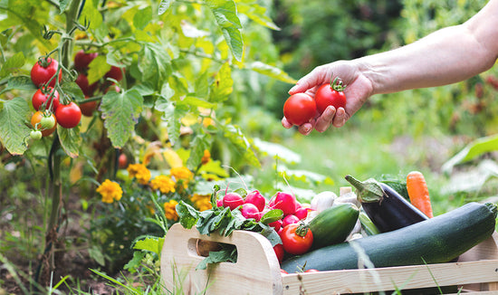 Photograph of hand picking tomatoes from a tomato plant in a garden with a basket of vegetables like squash and eggplant