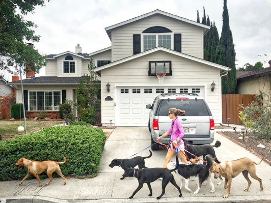 woman walking dogs on sidewalk