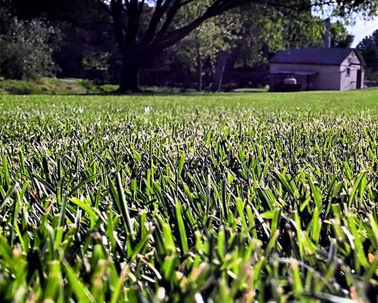 healthy lawn with barn