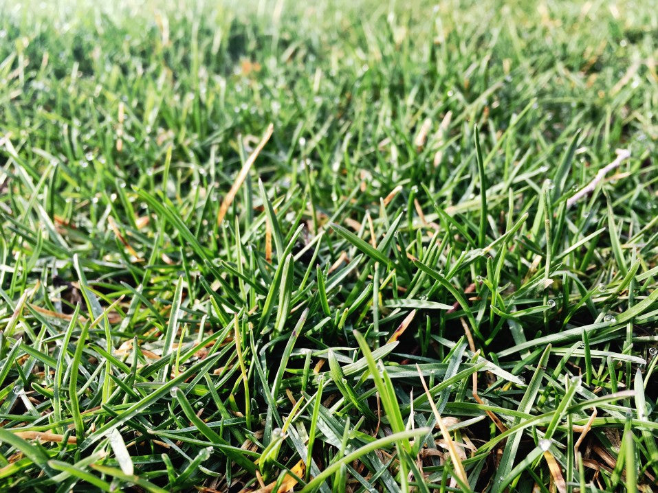 grass lawn