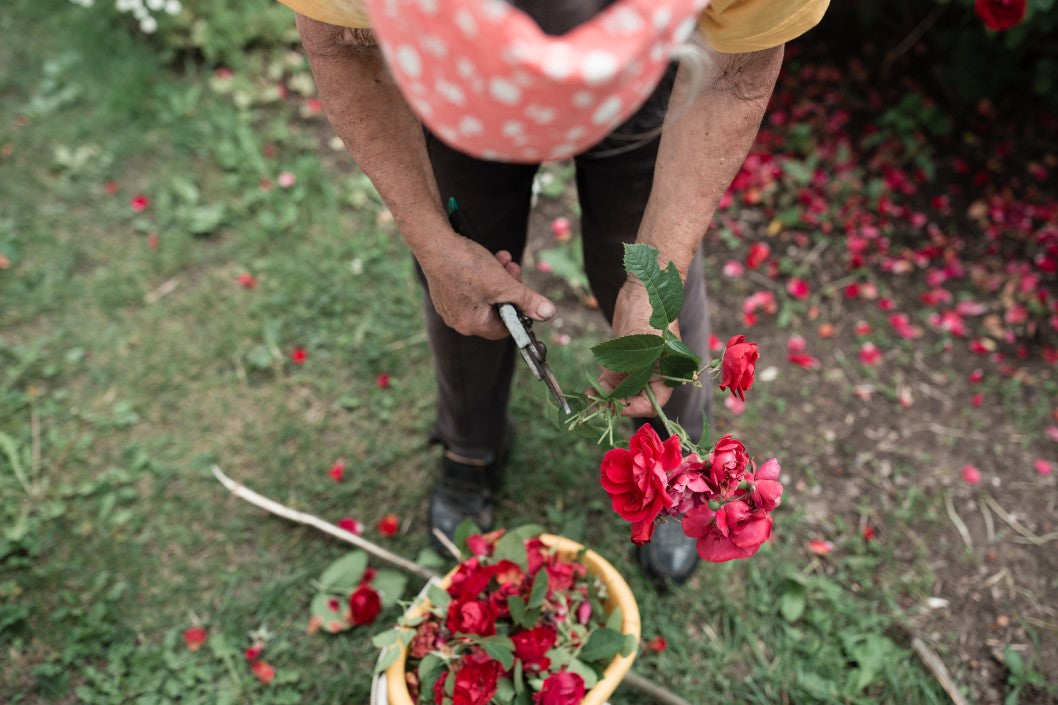 Woman in her garden pruning rose bushes