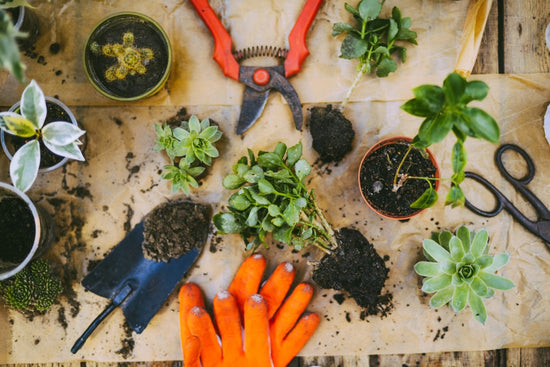 garden care supplies with tools and plants