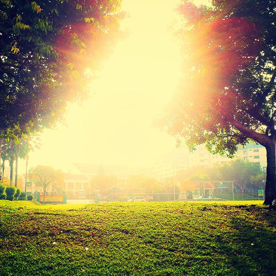 lawn in sunshine