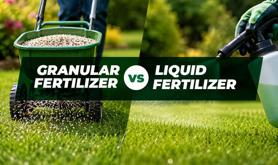 Image of granular fertilizer applied with a spreader to a green lawn and liquid fertilizer applied to a green lawn with decorative title text, "Granular fertilizer versus liquid fertilizer"