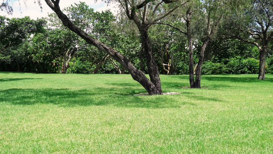 lawn with trees and grass