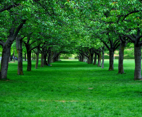 lawn lined by trees