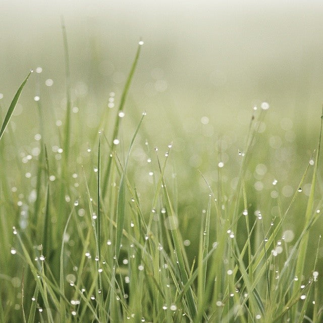 grass with dew on it