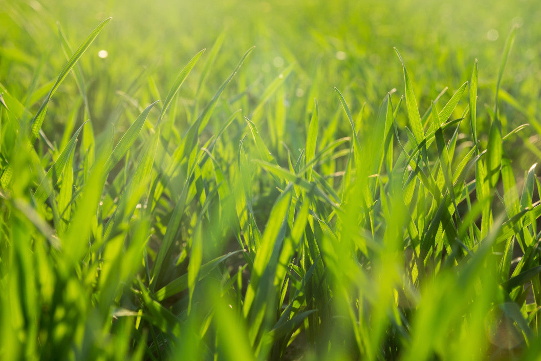 5 Steps to Bring Lawn Back to Life | Simple Lawn Solutions