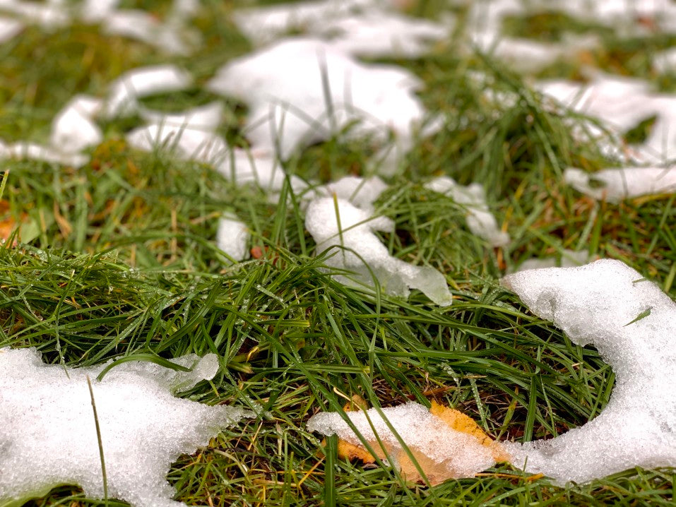 snow melting on lawn and grass