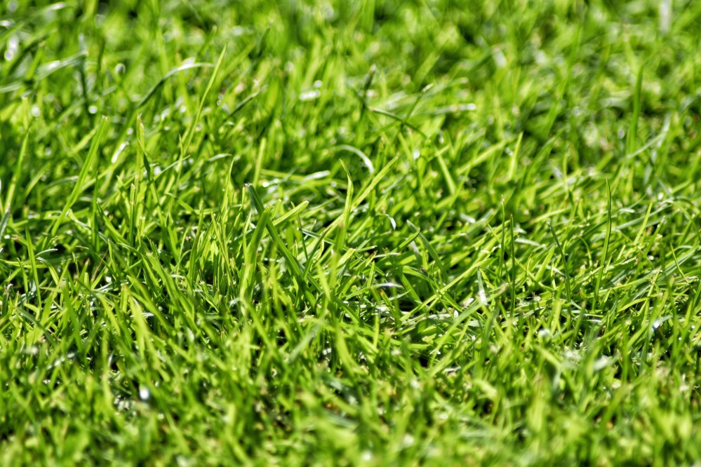 Top Lawn Care Tips for a Healthy Lawn | Simple Lawn Solutions