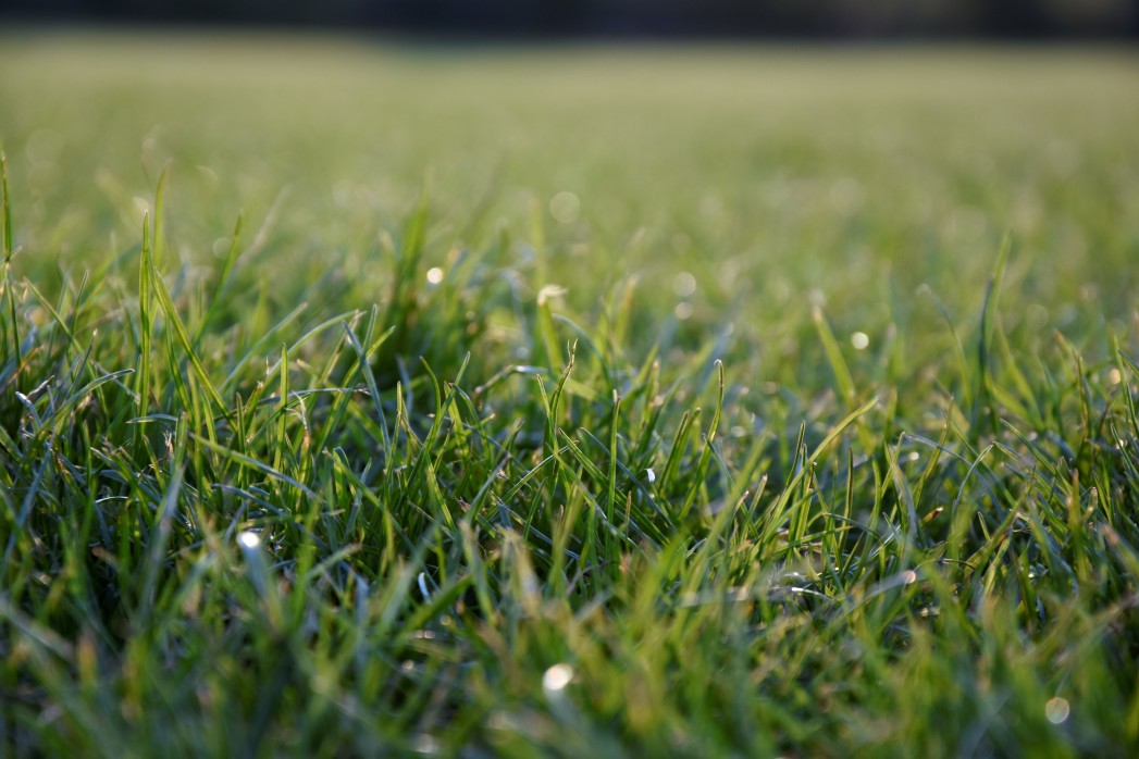 grass with dew