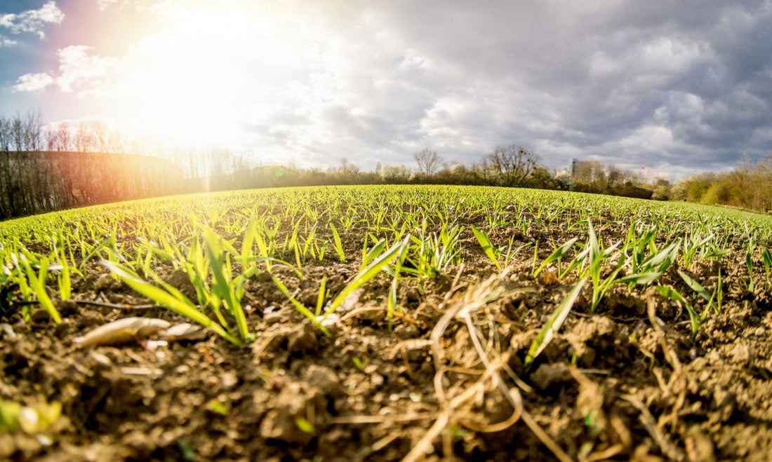 fertilizing a lawn and seeding