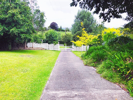 Road surrounded by grass and trees.