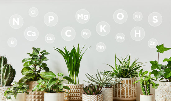 Variety of houseplants