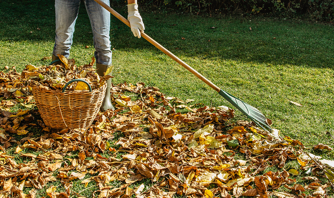 Person raking fall leaves off the lawn
