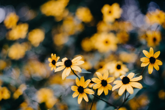 flower garden with yellow flowers and black centers