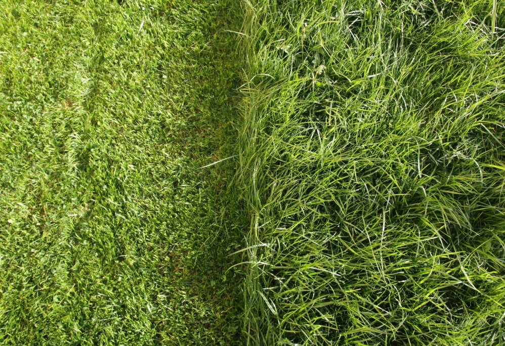 cut grass