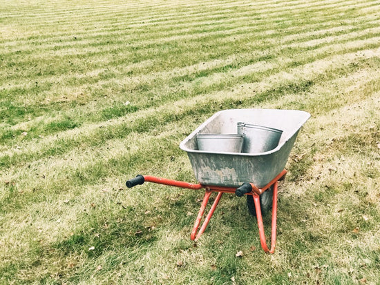 heat-stressed lawn with wheelbarrow