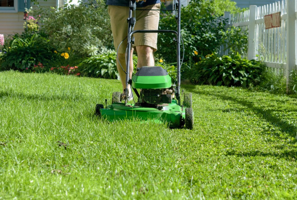 lawn half cut with someone pushing mower and bushes in background