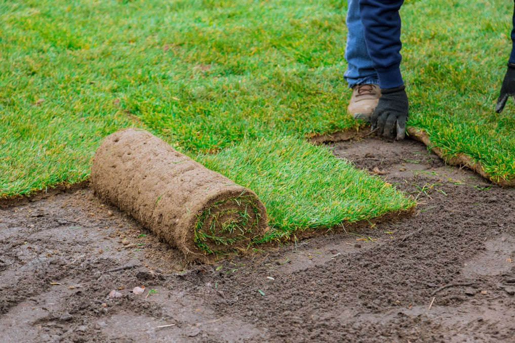 Laying down fresh grass sod