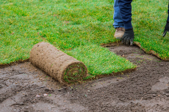 Laying down fresh grass sod